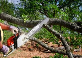 Best Fruit Tree Pruning  in Wells Branch, TX