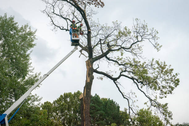 Best Tree Health Inspection  in Wells Branch, TX