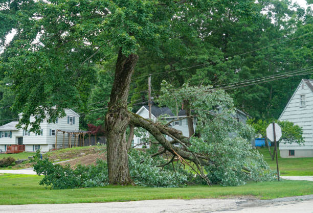 Professional  Tree Services in Wells Branch, TX