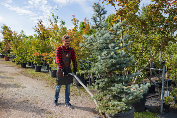  Wells Branch, TX Tree Services Pros